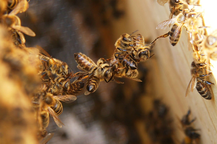 Baukette_aus_Bienen_(4583834266)-2_edited.jpg