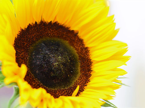 5 Scientifically proven benefits of compassion for mental wellbeing