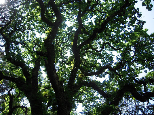 Tree of Life, Outside Templars Well, Portugal.JPG