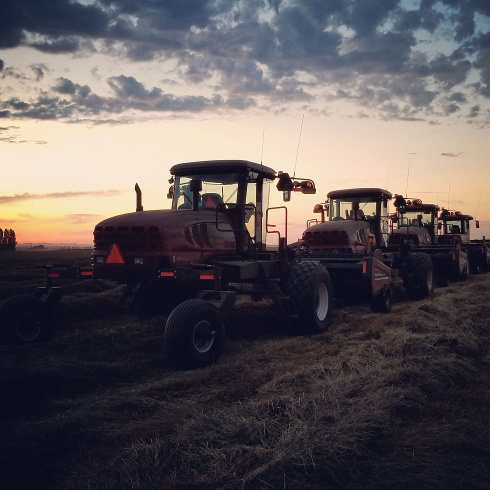 windrowers at sunset