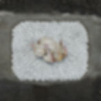 chicken sq1