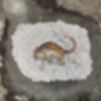 dead rat sq1