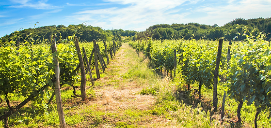 Zagroje Wine Region