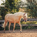 _MG_8427_edited.jpg