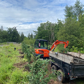 Northwest Grounds LLC Tree Planting