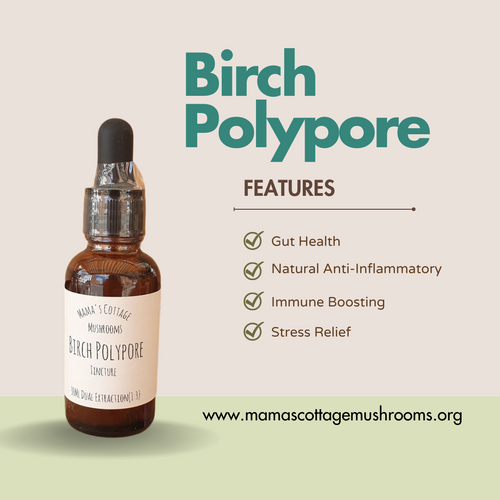 Birch Polypore Tincture Mamas Cottage