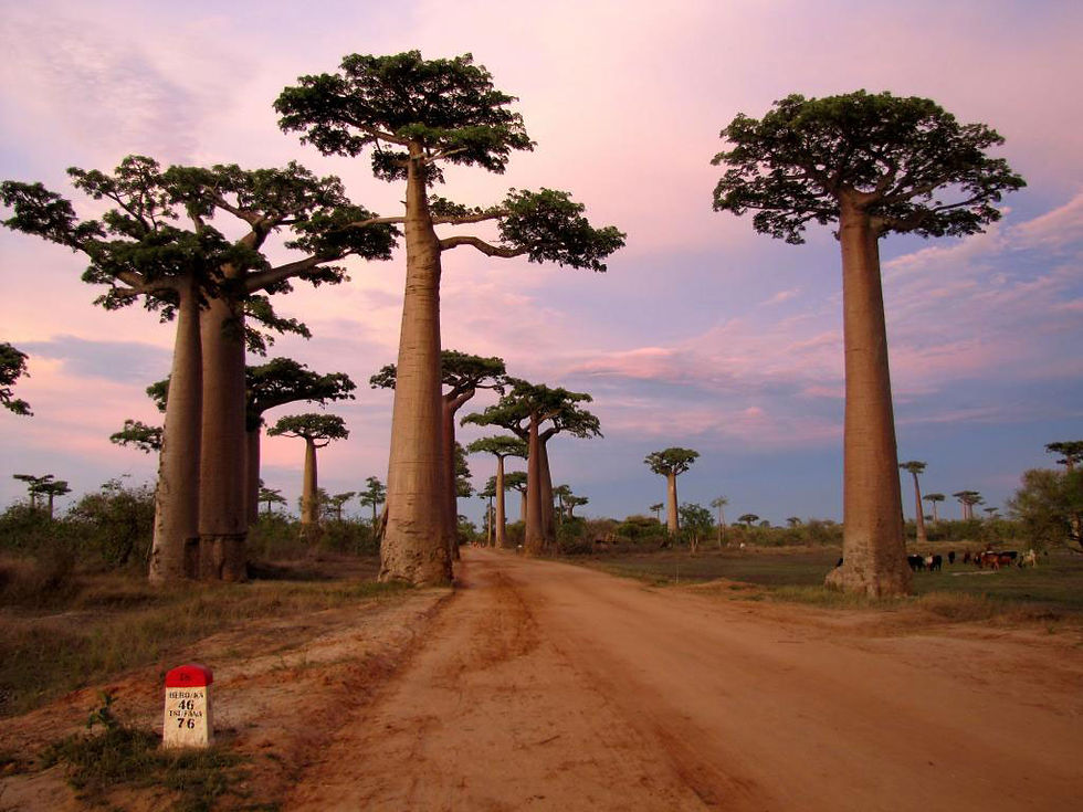 BAOBAB MORONDAVA