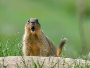 Happy Groundhog Day!
