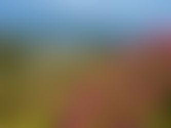 Nebuni de Roz: Spectacolul Bujorilor de Munte în Ciucaș. Ghid pentru Traseul spre Vârful Gropșoarele (bujori de munte Ciucas)