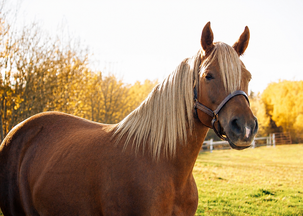 Horse 2.png
