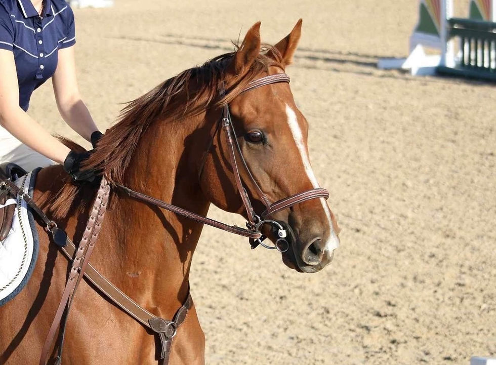 Jasper horse.jpg