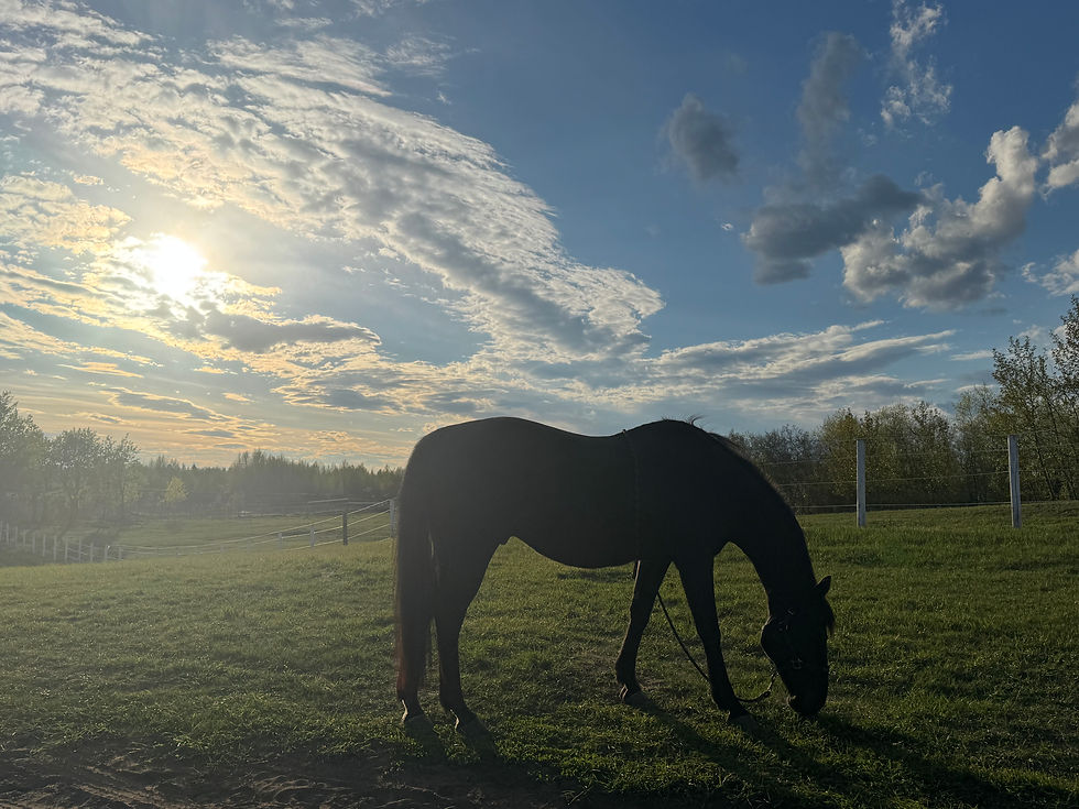 Horse background website.jpg