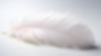 pristine-white-background-with-soft-feather-details-surface (5).jpg