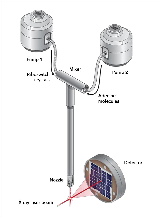 In a newly developed device, riboswitch crystals and adenine molecules were pumped into a mixing chamber, where they were allowed to interact for carefully timed intervals before being injected into the path of the X-ray laser beam. The X-rays bounced off the riboswitch molecules and into a detector, recording any changes in riboswitch structure that took place. Credit: Joseph Meyer, National Cancer Institute