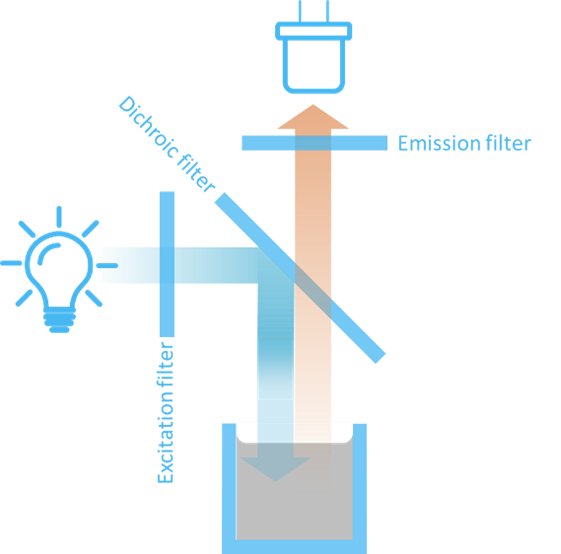 Fluorescence filters