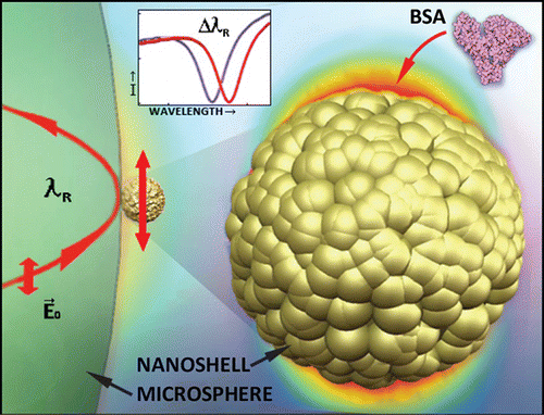 Single Molecule Detection of a Cancer Biomarker