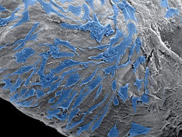 New printing technique uses cells and molecules to recreate biological structures