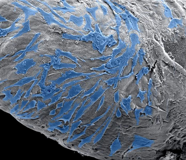 These are cells spreading on the outside of a PA based scaffold. @ Clara Hedegaard