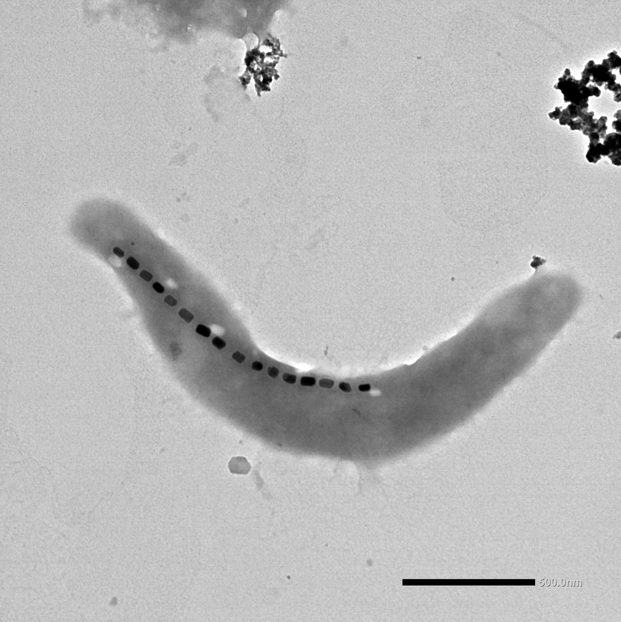 TEM image of a M. blakemorei MV-1 bacterium with several magnetic nanoparticles forming a chain-linke structure. The scale bar is 500 nanometers. © L. Marcano / HZB