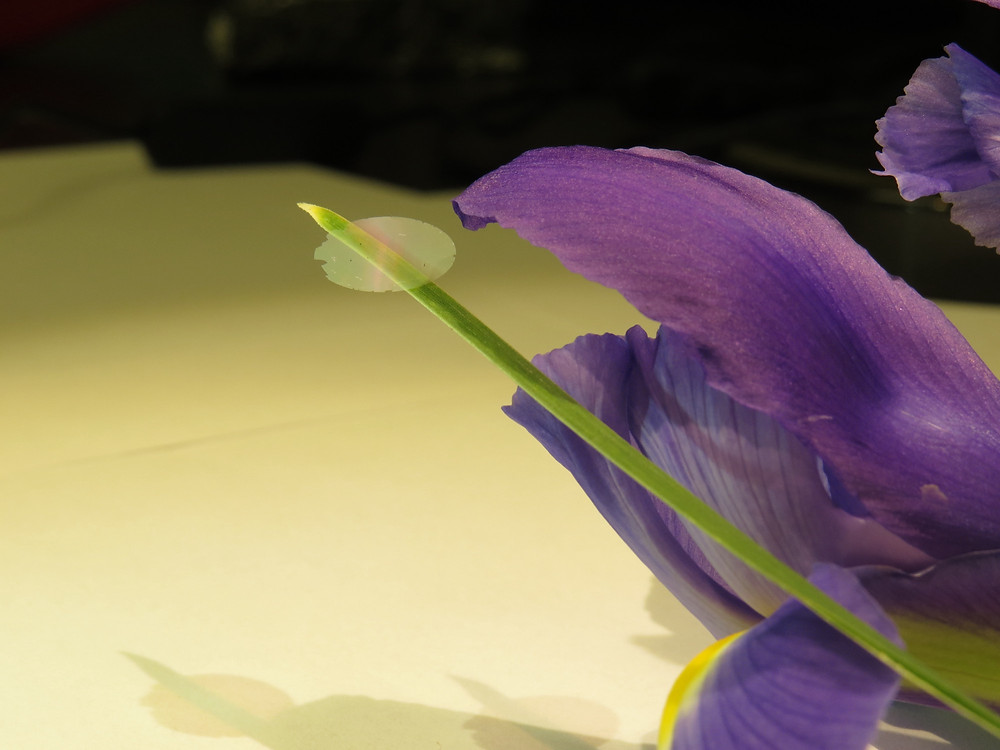 A piece of nanocardboard balancing on an iris leaf.