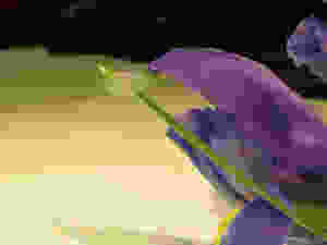 A piece of nanocardboard balancing on an iris leaf.