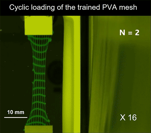 A mechanically-trained artificial muscle resists damage (crack) propagation using aligned nanofibrils, a similar fatigue-resistant mechanism as in skeleton muscles. @ Ji Liu, Shaoting Lin, and Xinyue Liu