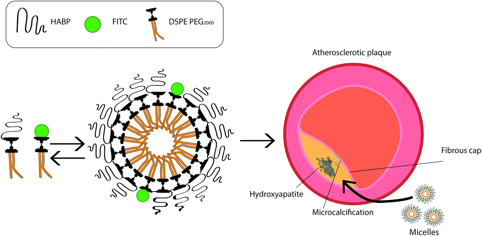 The Chung Lab Team's nanoparticle micelles (left) with fluorescent tags, attach themselves to microcalcification in atherosclerosis @ USC