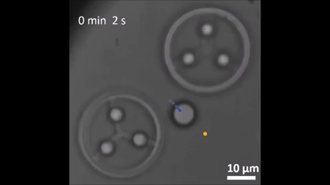 These are micro-robotics used to move of moving microscopic objects around. @ David Phillips / University of Exeter