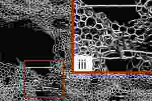 This illustration shows the simulation results of tensile and compression tests on 3-D graphene. Image: Zhao Qin