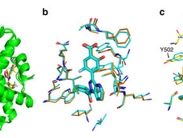 Scientists discover ‘back door’ of nuclear receptor
