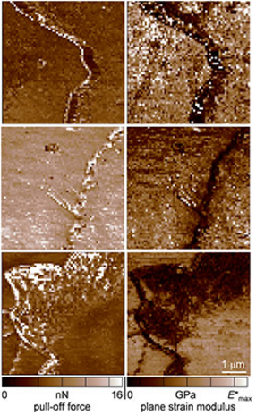 NIST researchers used atomic force microscopy (AFM) to measure the stickiness (pull-off force) and stiffness (plane strain modulus) of hair that was untreated (top), bleached (middle), and conditioned (bottom). The clear differences in the measured results for various hair treatments suggest that AFM might be used to analyze forensic evidence. The measured forces are very small, in units of nanonewtons or nN (1 nanonewton is about the weight of a pollen grain). Modulus is in units of gigapascals or GPa and ranges from 1-5 for the hair samples (for comparison, the plastic lens material polycarbonate measures about 3). @ Delrio/NIST