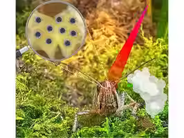 Locusts’ sense of smell boosted with custom-made nanoparticles