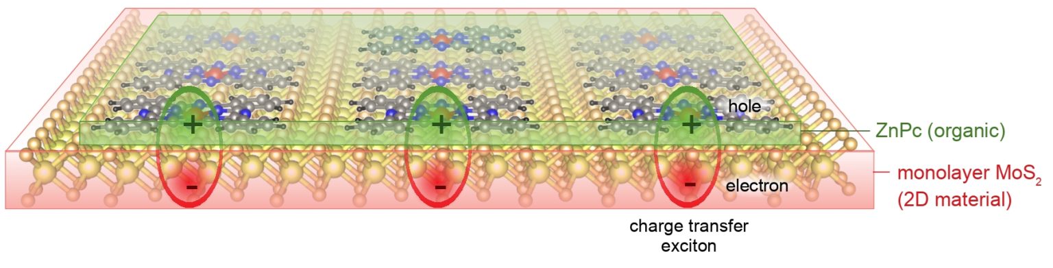 Charge transfer excitons in organic-2D heterostructure: Schematic figure showing charge-transfer excitons in the ZnPc-MoS2 organic-2D heterostructure. The lowest energy charge transfer excitons in ZnPc/MoS2 heterostructure are predicted to undergo Bose-Einstein condensation at around 50 K to 100 K. @ NUS