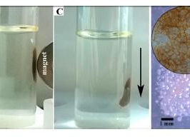 A 'smart dress' for oil-degrading bacteria