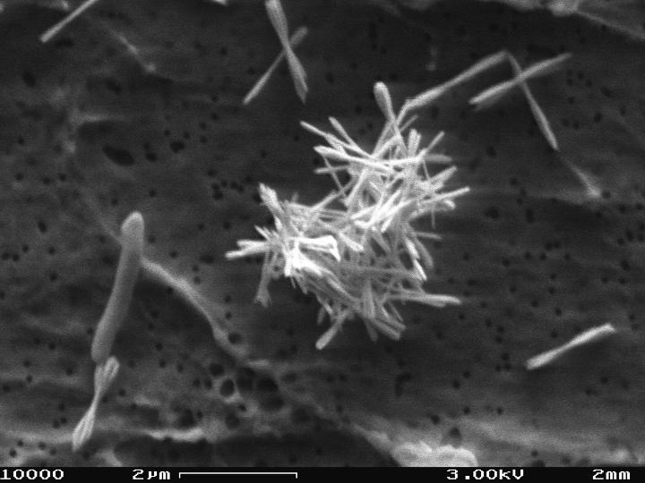 Bacillus beveridgei strain MLTeJB, composed of aggregated Te(0) shards. @ US Geological Survey