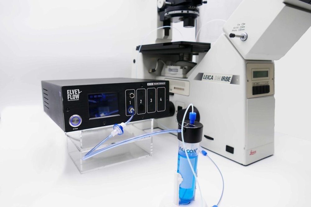 Perfusion System for Organoids