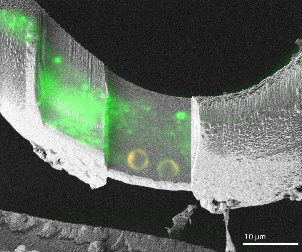Tescan AMBER™ 2 (Ga⁺ FIB-SEM)
