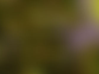 Spiders spin unique phononic material