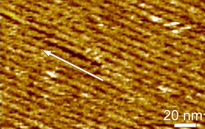 Atomic force microscope image of silk fibroin uniformly self-assembling on graphene. Credit Image courtesy of James De Yoreo | Pacific Northwest National Laboratory