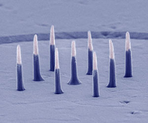 Image: Harvard University/Nature Nanotechnology