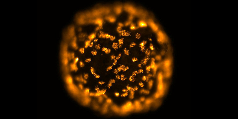 Each individual living robot develops into a sphere covered in cilia: thousands of waving hairs (seen here glowing orange) that act as tiny oars to propel them through their aqueous environment. (Photos: Doug Blackiston, Tufts University)