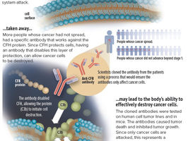 Antibody Appears to Attack Cancer Cells, Leaving Other Cells Unscathed