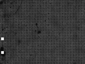 A wave of electrical impulses sweeps across a network of cells. Video: Harvard University