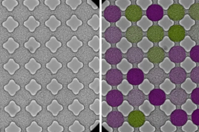 As bacteria stream through a microfluidic lattice, they synchronize and swim in patterns similar to those of electrons flowing through a magnetic material. This image shows a microfluidic 6x6 lattice. The left-hand side shows the original data as seen under the microscope. The overlaid color coding on the right-hand side shows the relative strength of clockwise (purple) or anti-clockwise (green) circulation. Courtesy of the researchers