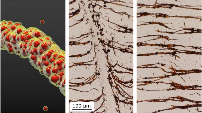 NC State researchers develop a technique to assemble nanoparticles into filaments (left) in liquid. The filaments can be broken (middle) and then re-assembled (right). Image courtesy of Bhuvnesh Bharti.