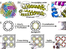 Nanocages for gold particles: What is happening inside?