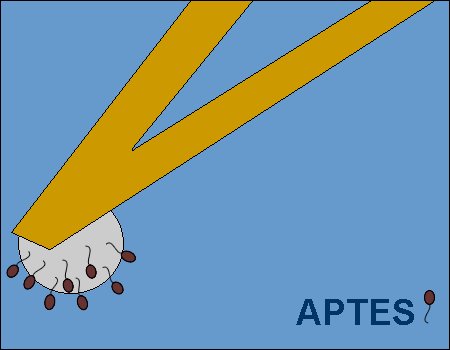 PT.GS.AP - Glass Bead/Sphere AFM Probe - Amino Silanized (APTES)