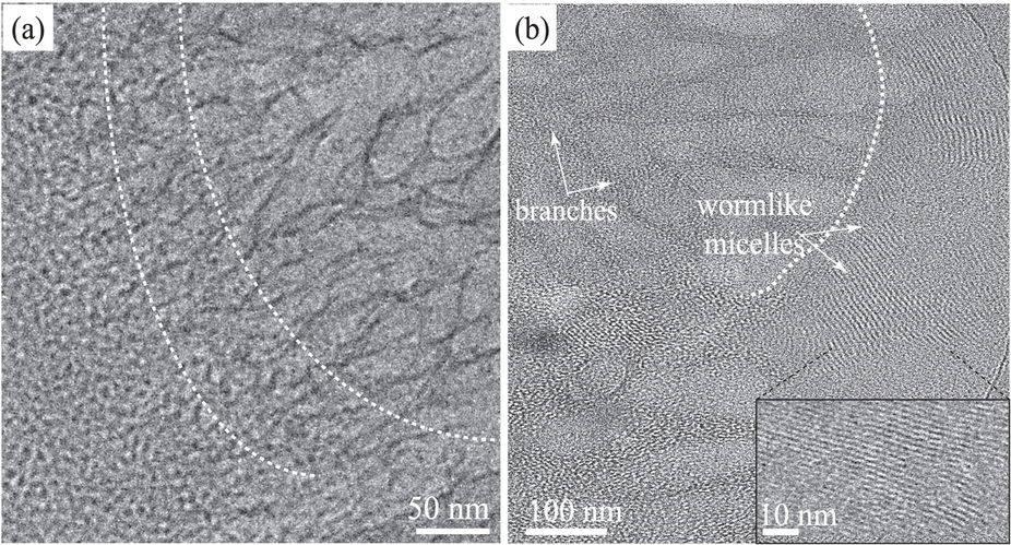 A) Cryogenic electro-microscopy photos captured the transitions (highlighted by the white dashed lines) from spherical micelles to wormlike micelles to branches structures (from left to right) at 15°C. B) Transition from wormlike micelles to branches.