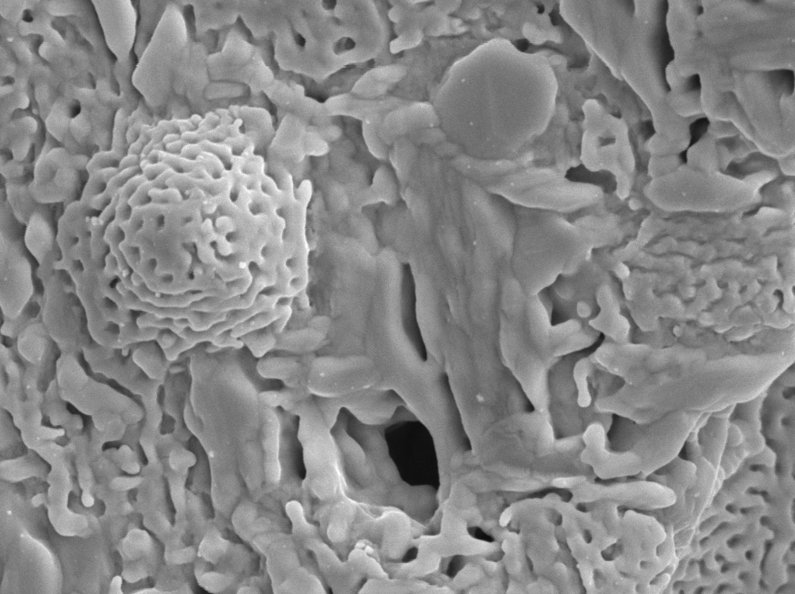 Tescan VEGA™ Scanning Electron Microscope (SEM)