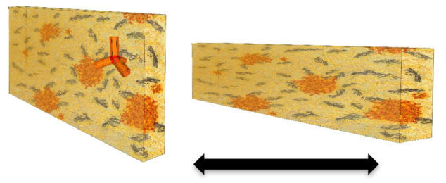 This schematic shows a tetrapod-polymer film before and after it is stretched length-wise. The orange areas are clusters of tetrapods. The scientists found the color of light emitted by the tetrapods changed when the polymer was stretched. (Credit: Berkeley Lab)